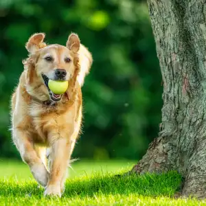 dog joint health supplements