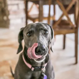 best-healthy-dog-foods