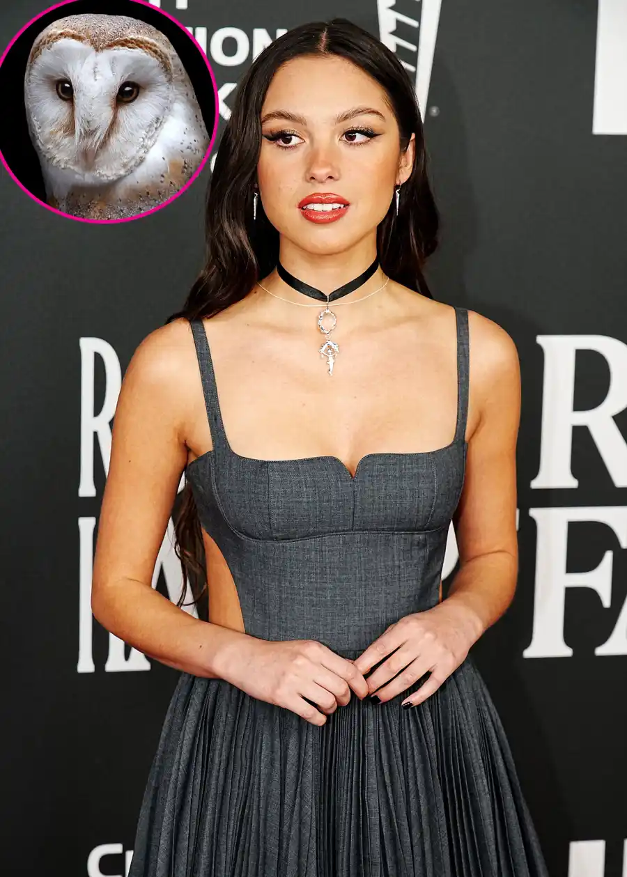 Olivia Rodrigo Reveals Fear of Birds — See Stars' Biggest Phobias