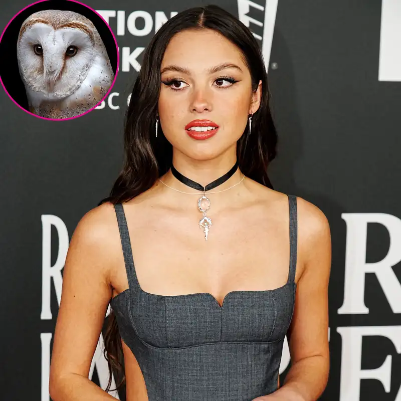 Olivia Rodrigo Reveals Fear of Birds — See Stars' Biggest Phobias