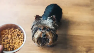 dog-foods-itchy-skin