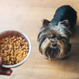 dog-foods-itchy-skin