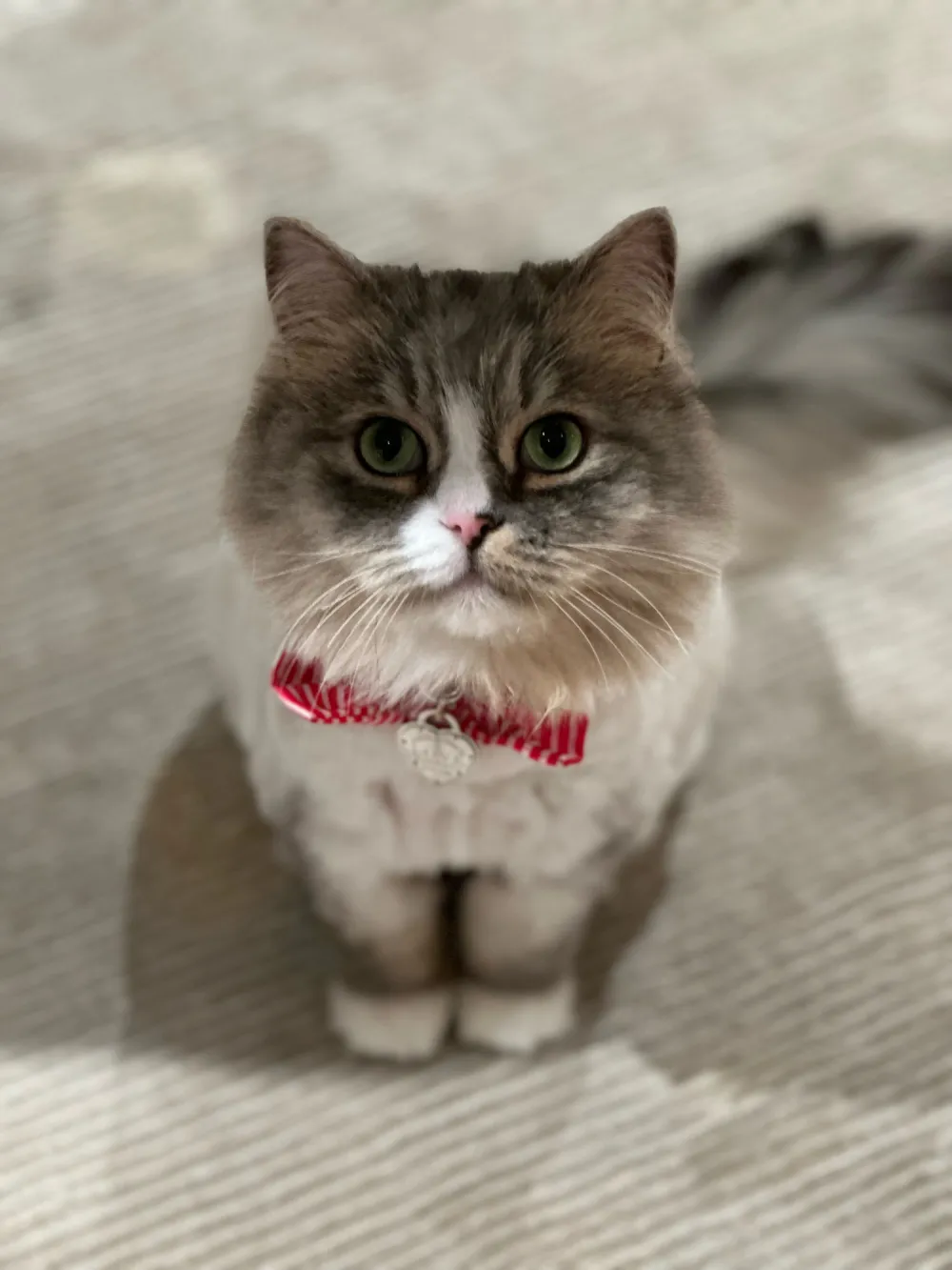 Star Sutton Stracke Thinks Her Cat Babette Is A Better Partner