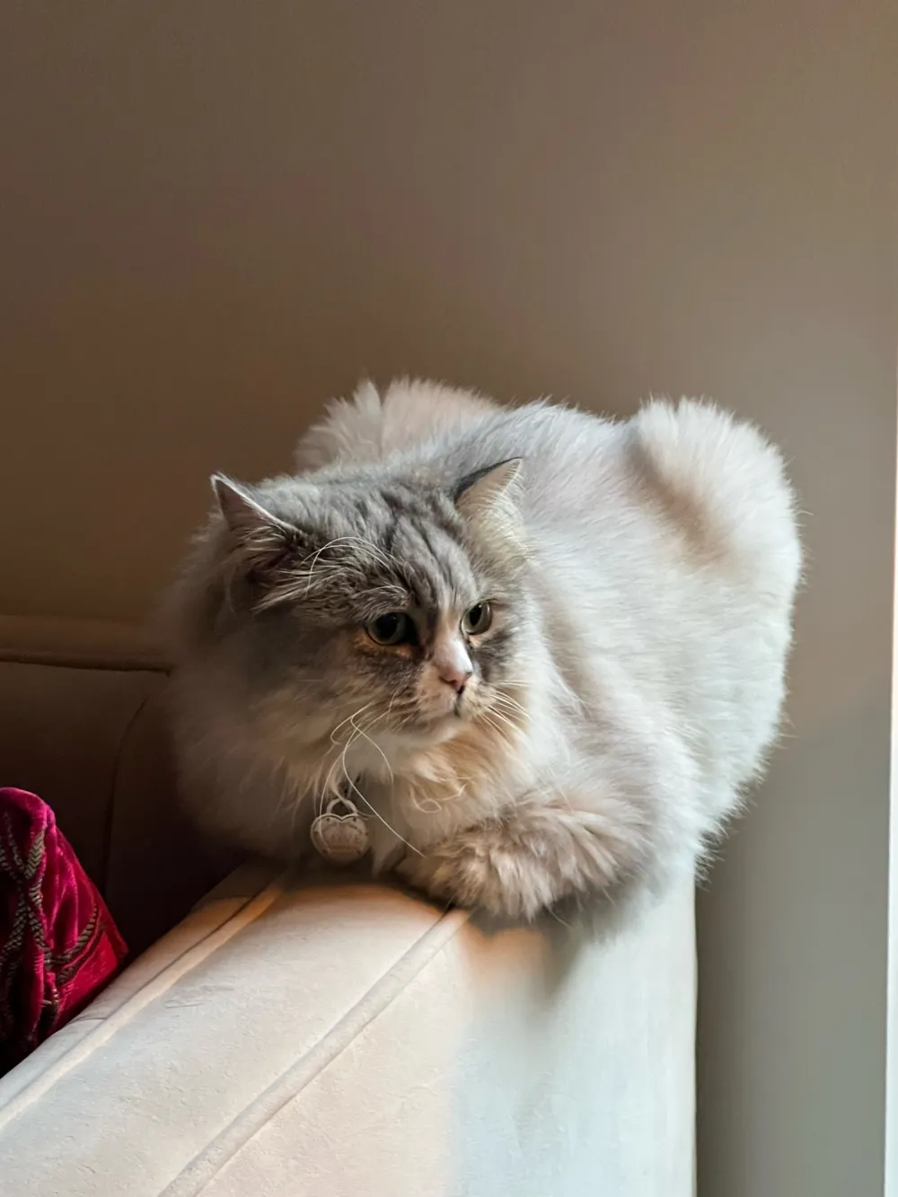 Star Sutton Stracke Thinks Her Cat Babette Is A Better Partner