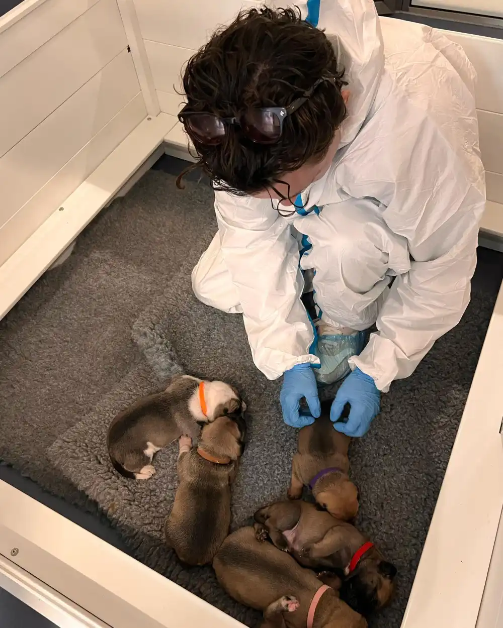 Tom Holland and Zendaya Adorably Play With Puppies at an Animal Shelter in London