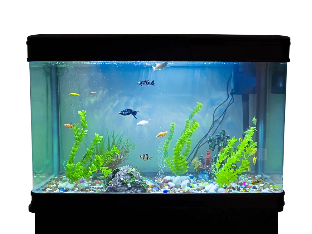 Dermot Mulroney Loves Paramore and My Chemical Romance