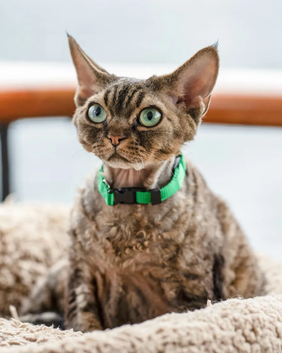 Beloved TV Pets Through the Years Marc