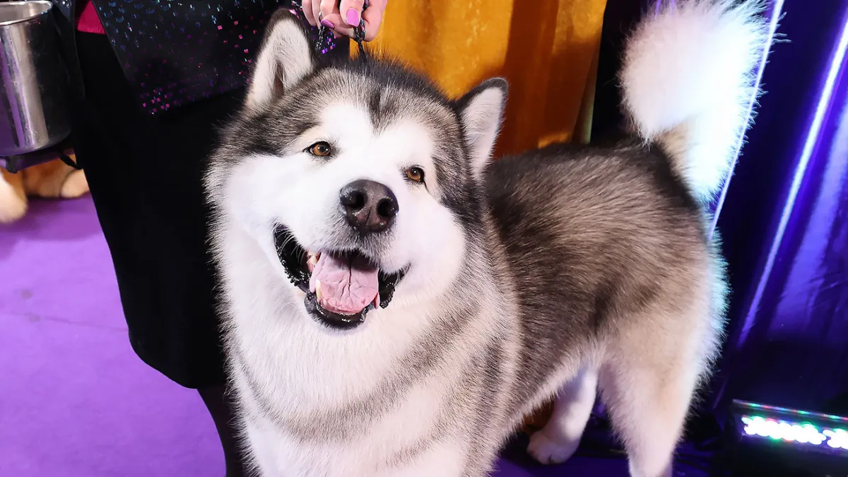 Who Is the Celeb Demanding a Medium-Sized Dog in Every Hotel Room