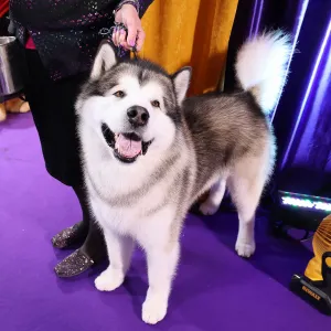 Who Is the Celeb Demanding a Medium-Sized Dog in Every Hotel Room