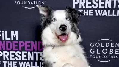 Why Anatomy of a Fall Dog Messi Isn t Allowed at the Oscars