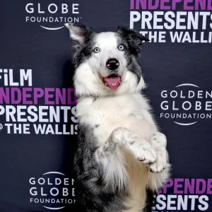 Why Anatomy of a Fall Dog Messi Isn t Allowed at the Oscars