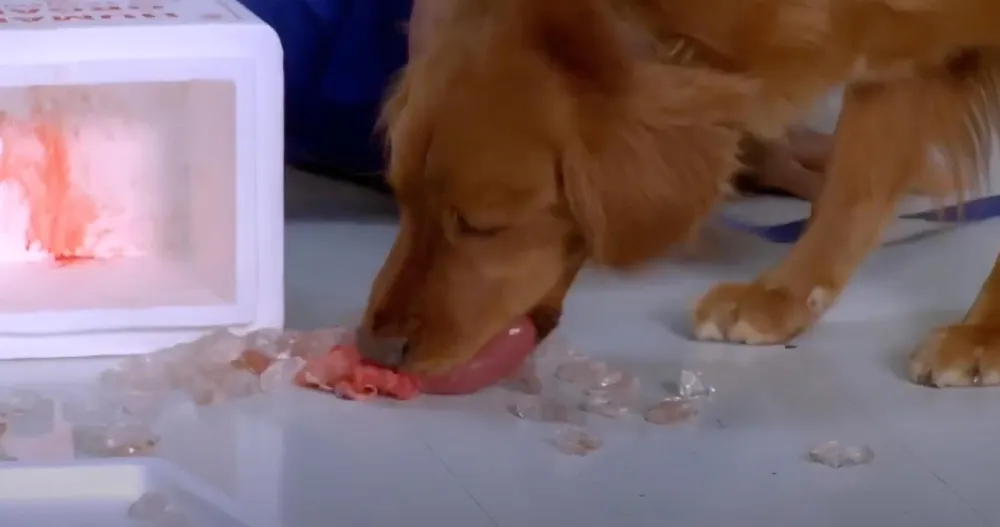 Sophia Bush Bethany Joy Lenz React to One Tree Hills Iconic Heart Eating Dog Scene