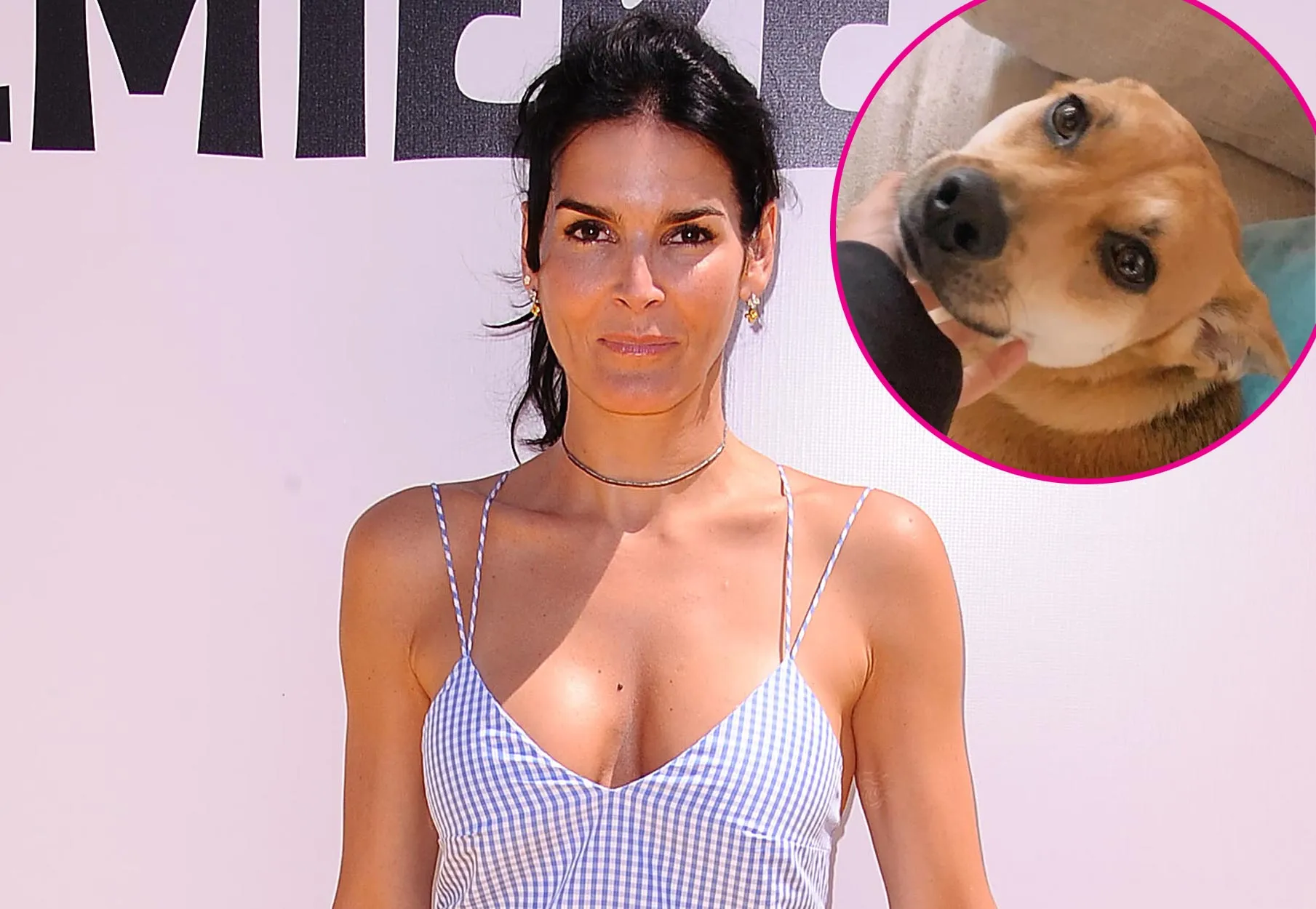 Angie Harmon Says Her Dog Was Killed by a Deliveryman Over Easter Weekend Beyond Devastated 932