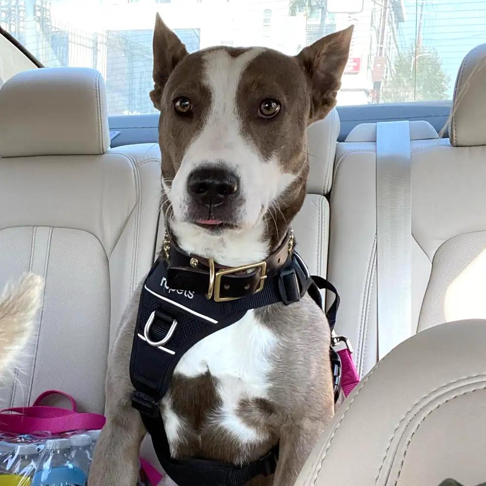 Tom Schwartz Jokes About Tom Sandoval Claiming He Misses Dog Mya