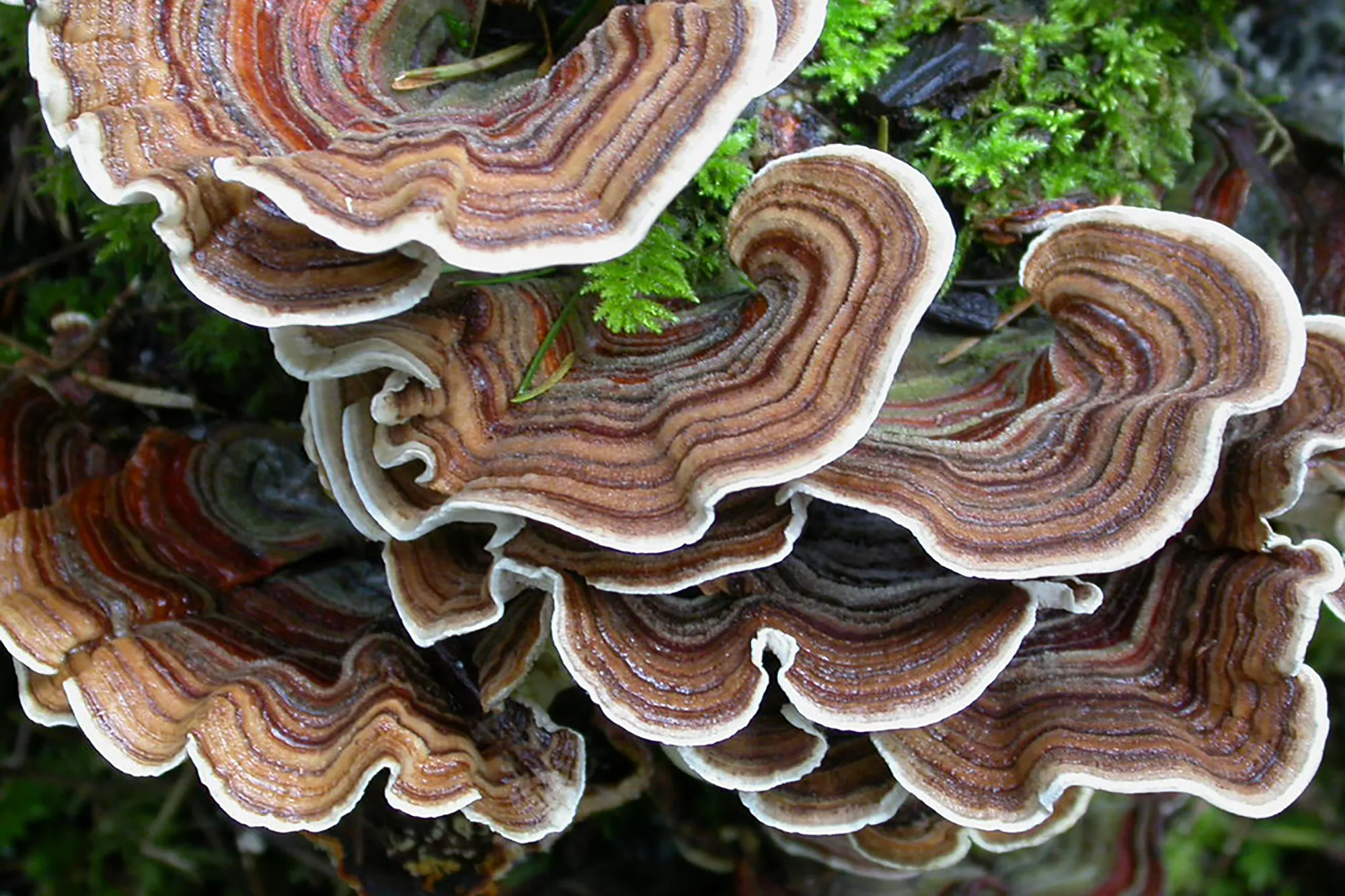 The Best Turkey Tail Mushroom Supplements