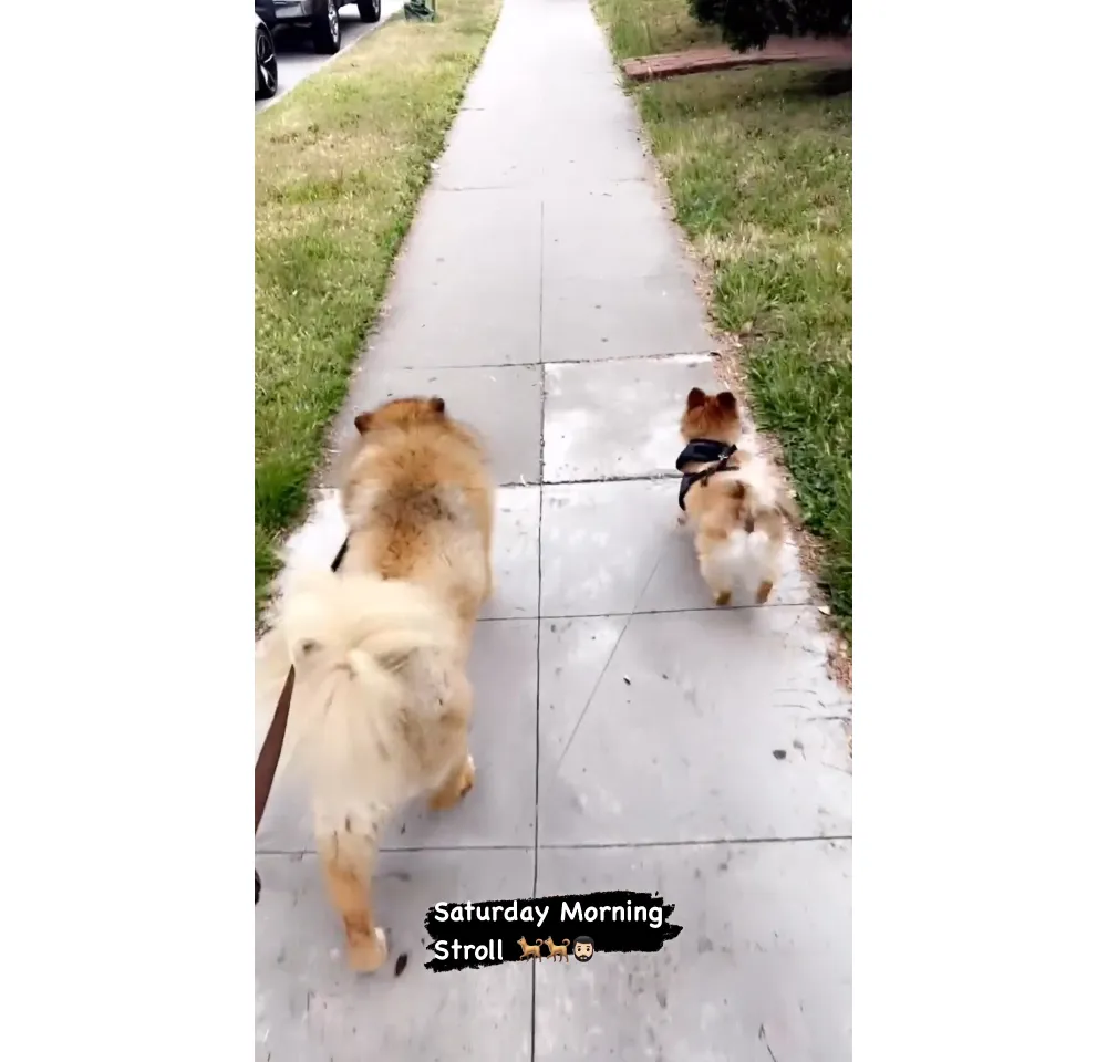 Bryan Abasolo Walks Rachel Lindsay&rsquo;s Dogs After Claiming Living Arrangement Is &lsquo;Strained&rsquo;