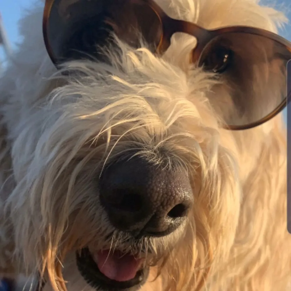 Golden Bachelor Gerry Turner Posts for 1st Time Since Theresa Nist Divorce Dog