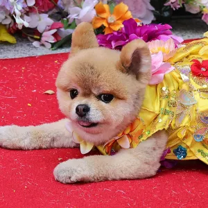 The Best Met Gala Recreations at the Pet Gala 337 Nicki Minaj