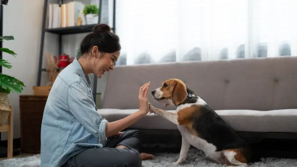 Amazon Pet Day
