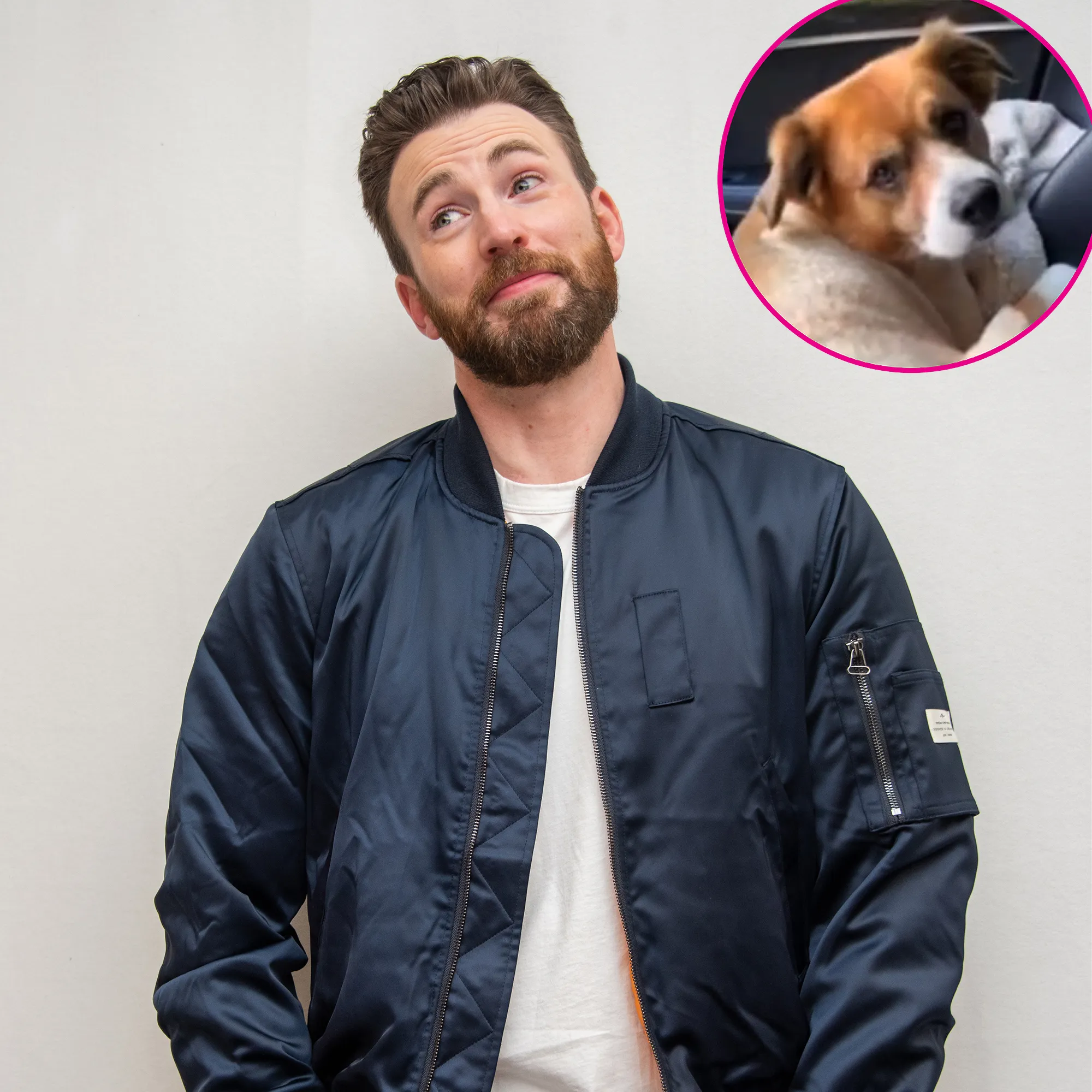 Chris Evans Dog