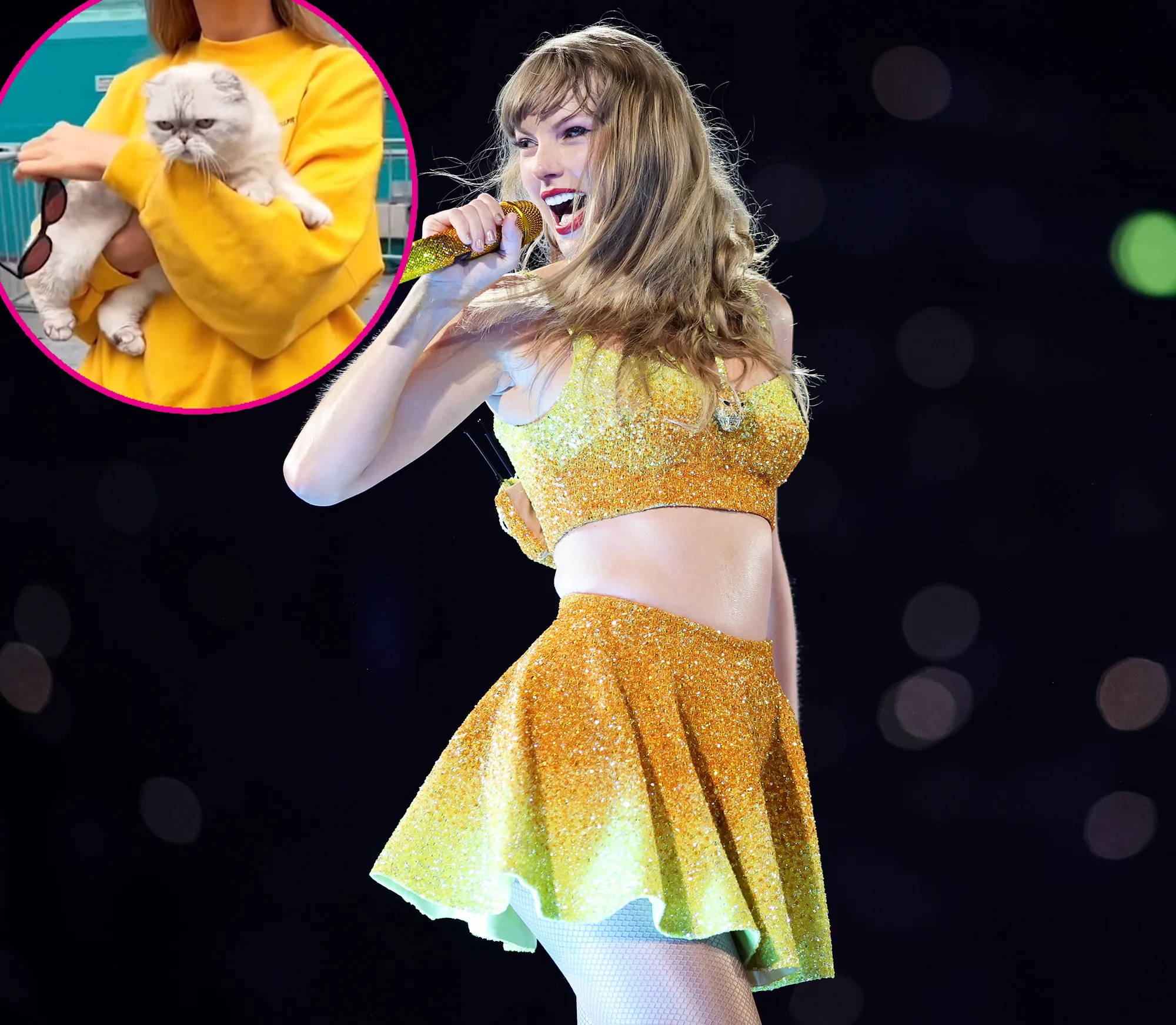 See Taylor Swift and Her Cat Olivia Return to The Office