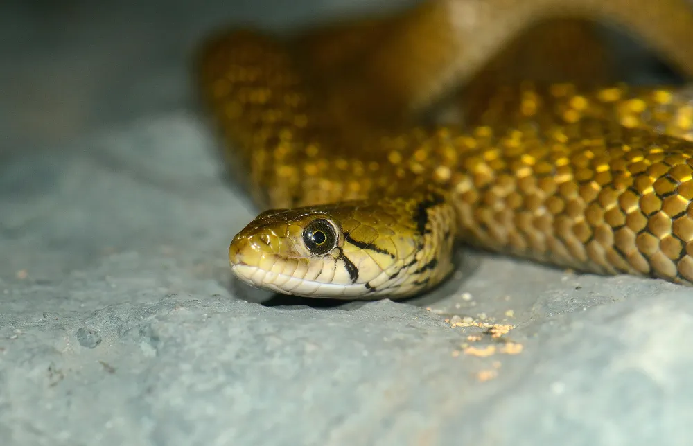 Yes a Snake Really Did Slither Into Dodgers Dugout During Game 2 of NLCS