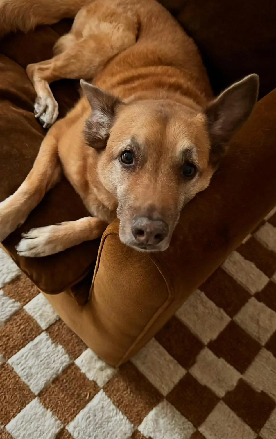 Mandy Moore Mourns the Death of Her Beautiful Dog Jackson My Sweet Old Man 599