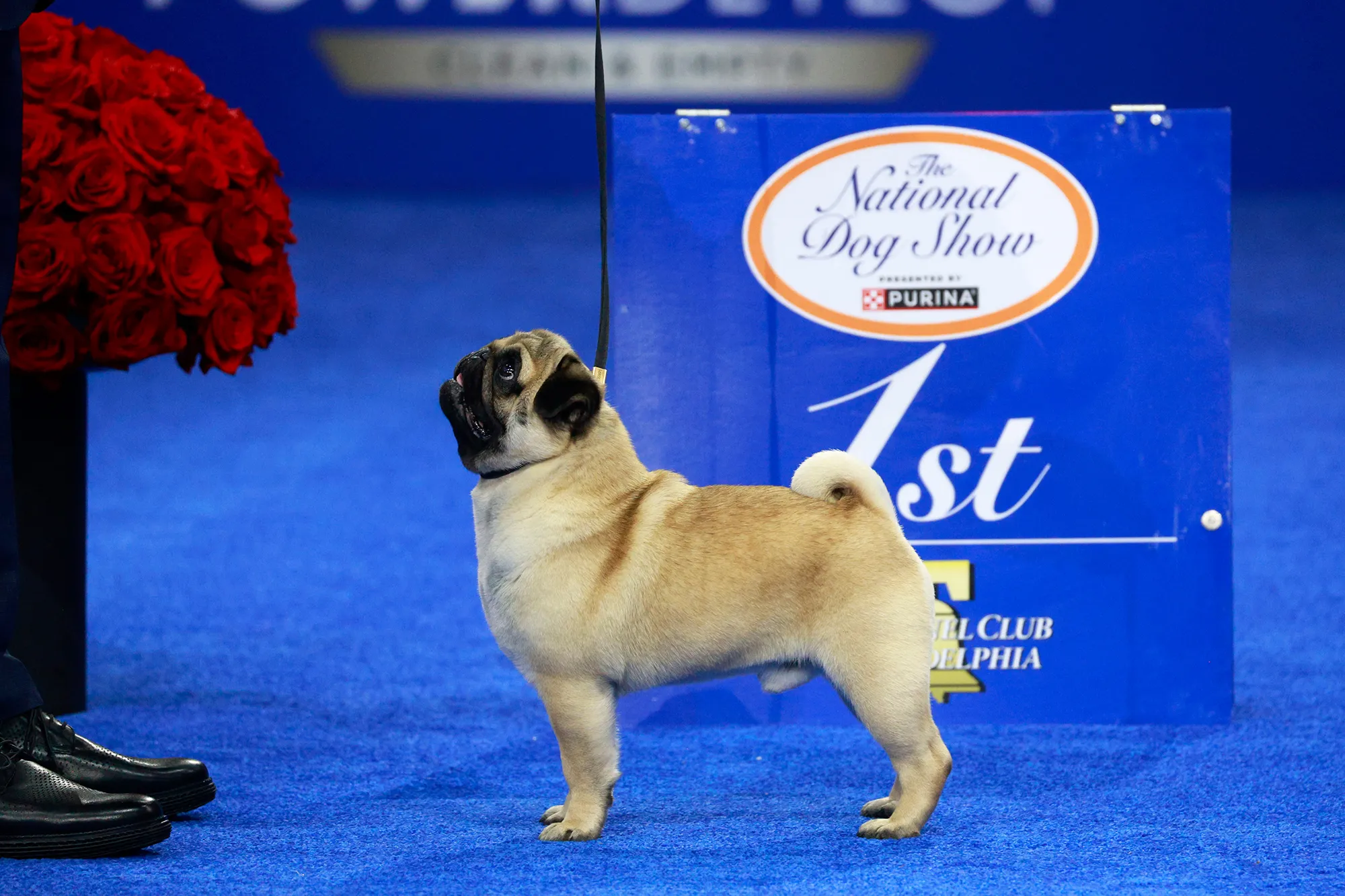 National Dog Show Winner