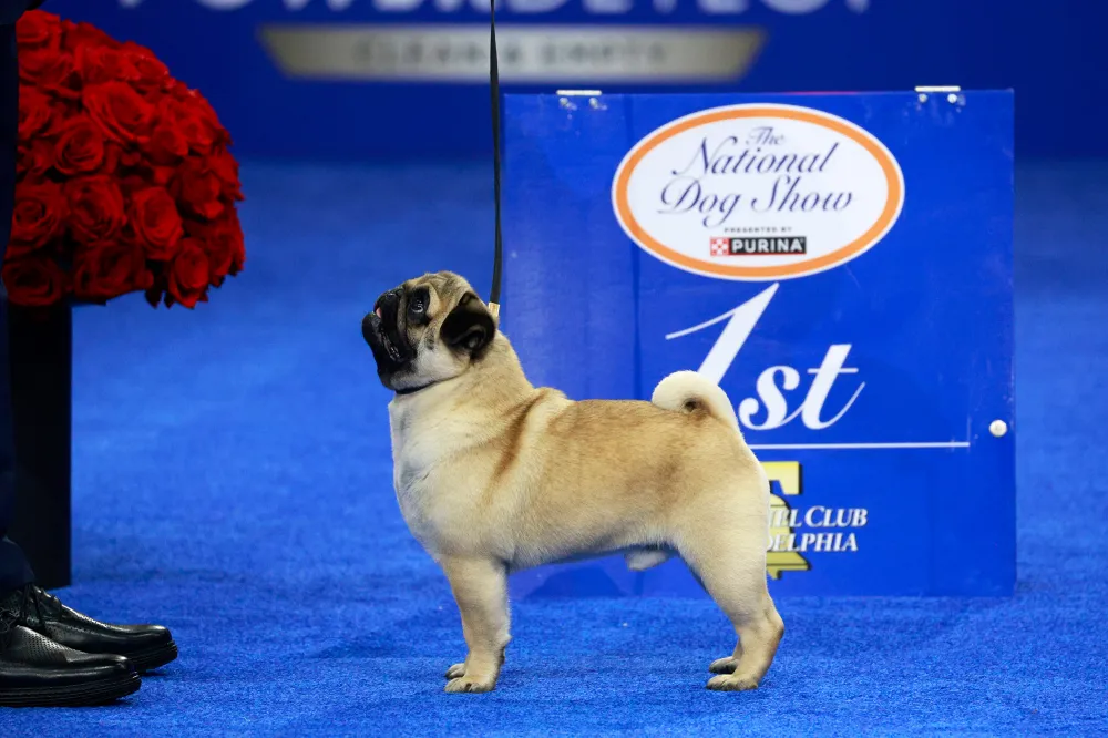 National Dog Show Winner