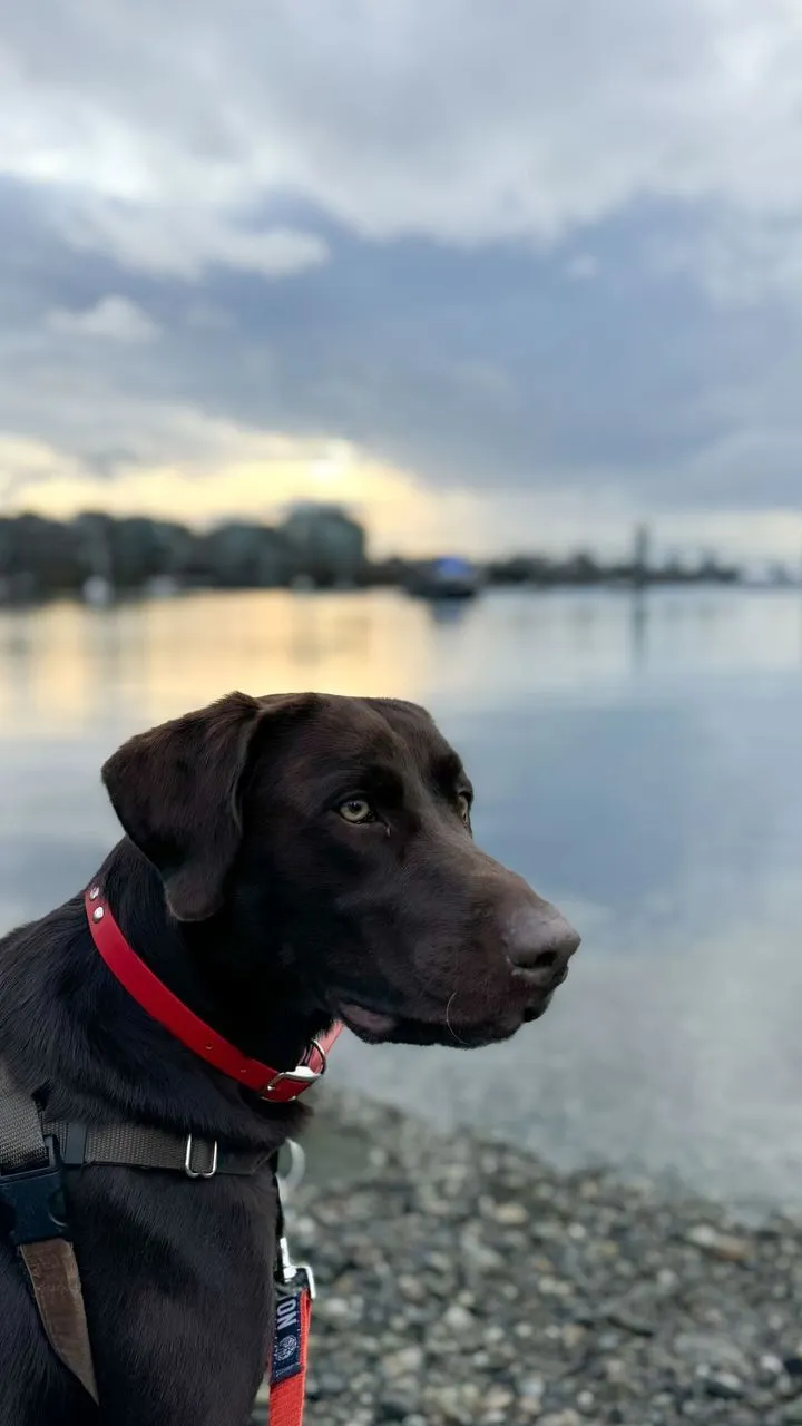 Zach Bryan Skips CMAs Amid Messy Brianna Chickenfry Breakup 