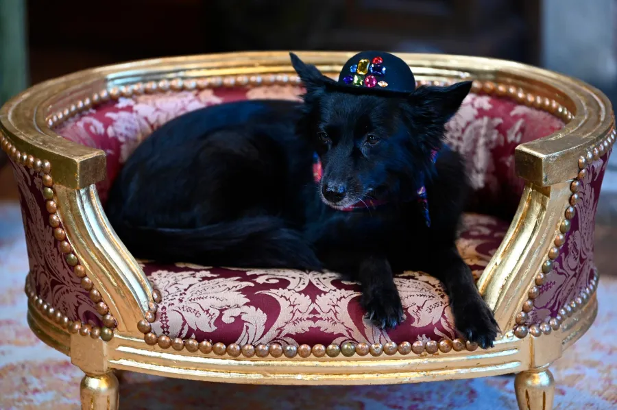 Traitors Host Alan Cummings Dog Steals Style Spotlight in Season 3