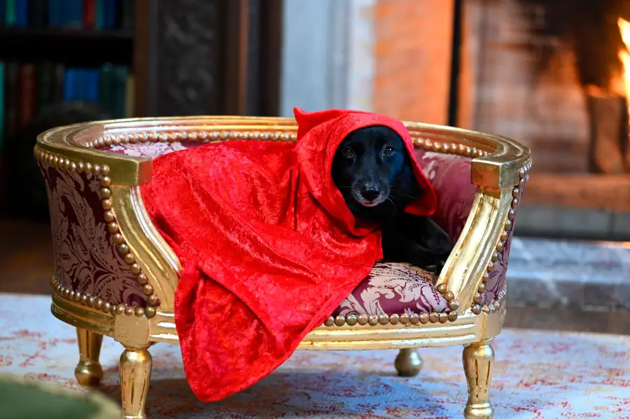 Traitors Host Alan Cummings Dog Steals Style Spotlight in Season 3