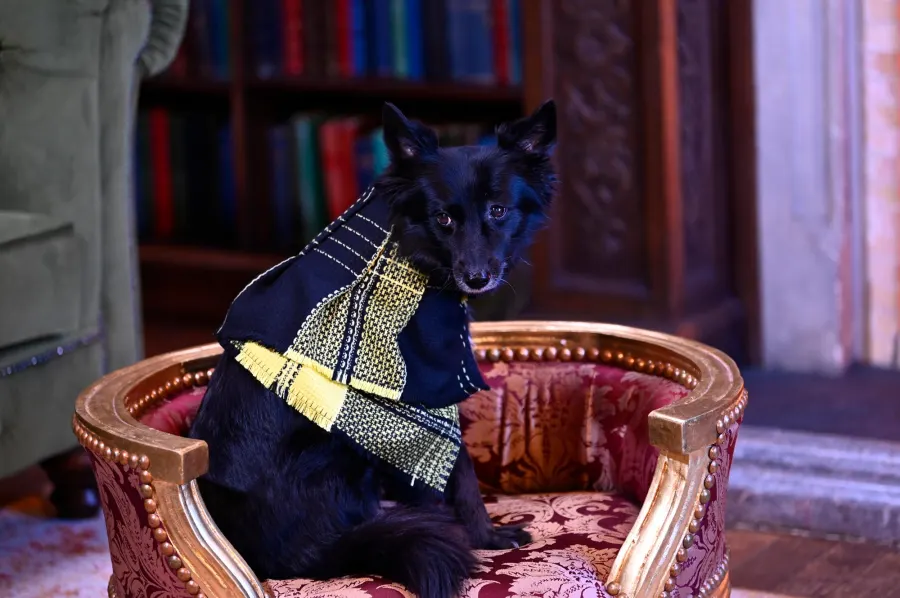 Traitors Host Alan Cummings Dog Steals Style Spotlight in Season 3