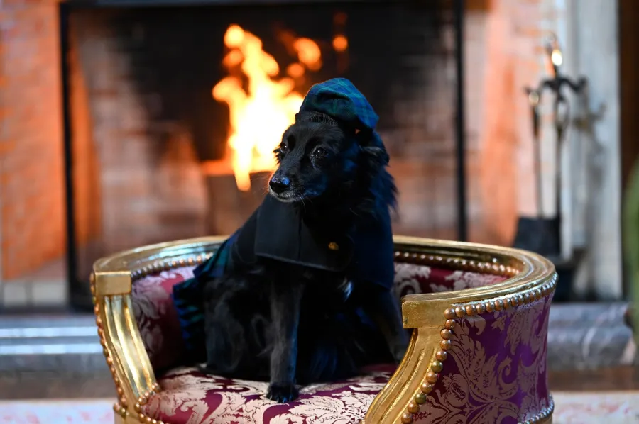 Traitors Host Alan Cummings Dog Steals Style Spotlight in Season 3