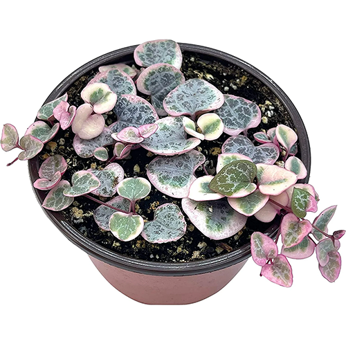 Variegated String of Hearts Succulent