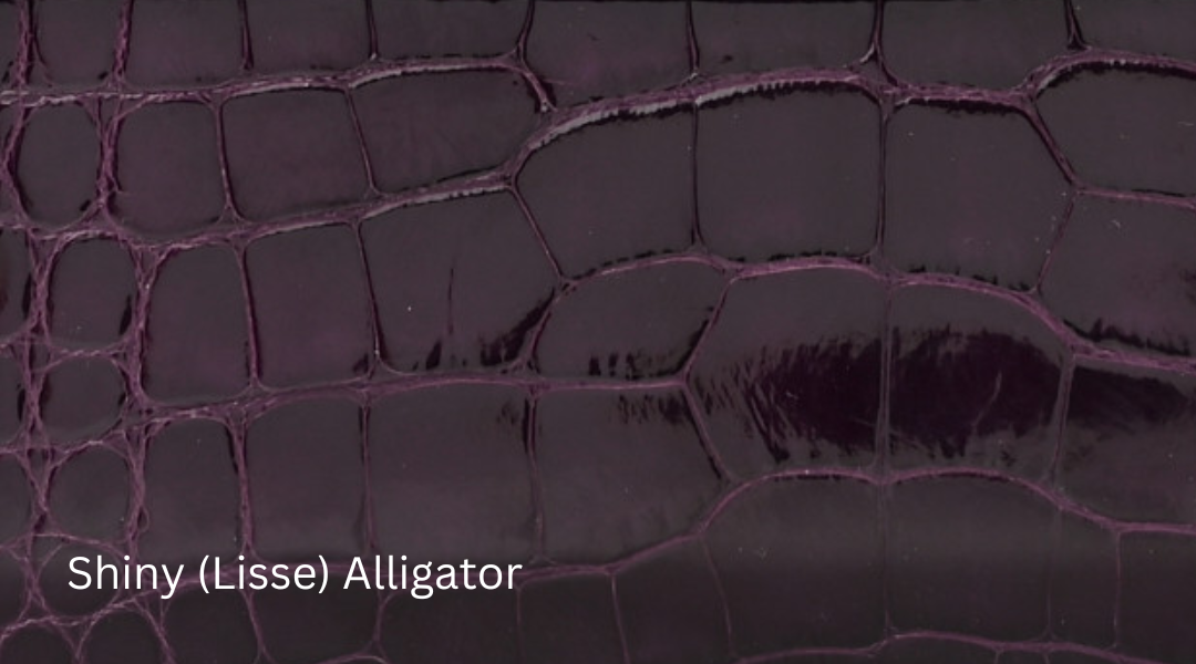 Shiny Alligator