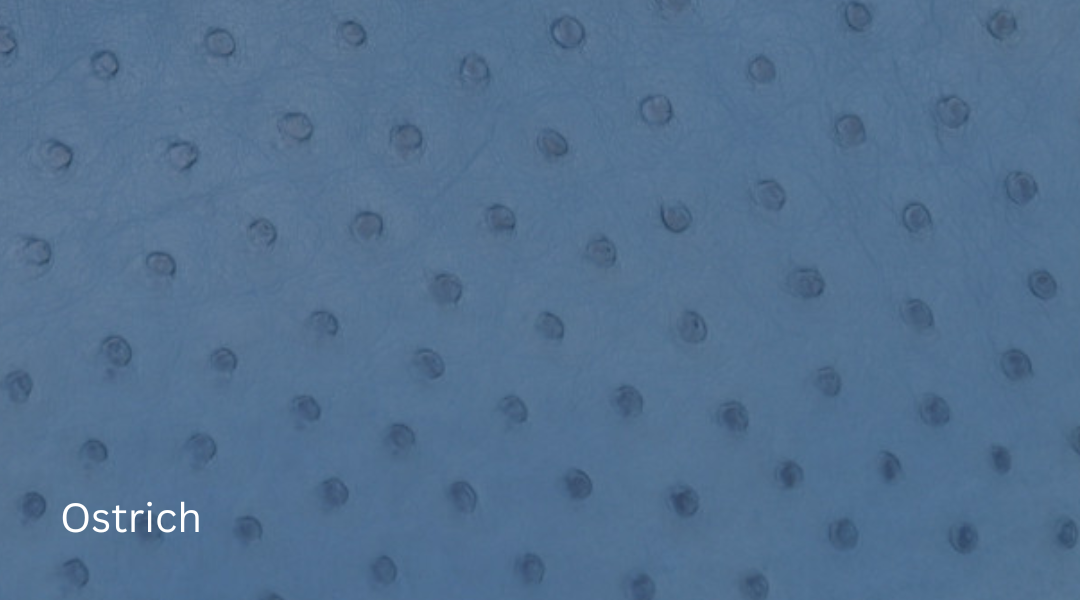 Ostrich hermes