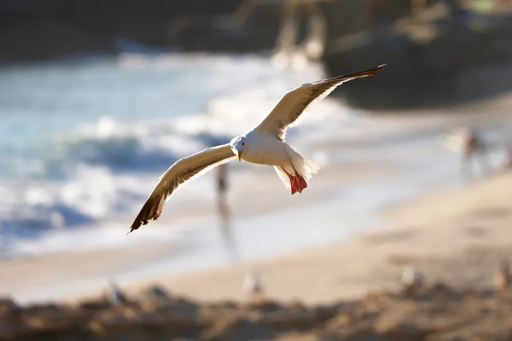 Bill Belichick Girlfriend Jordon Hudson Is Obsessed With Seagulls
