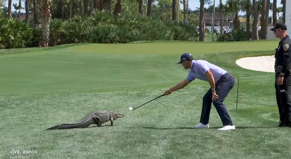 Golfer Billy Horschel Single Handedly Scared Away an Alligator Off the Course