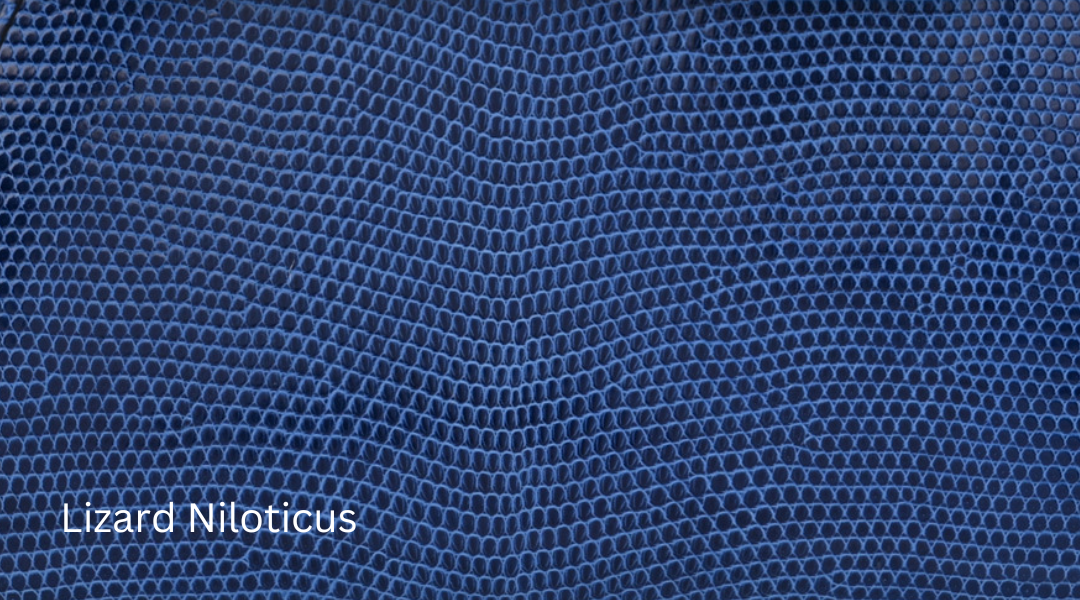 Lizard Niloticus Hermes