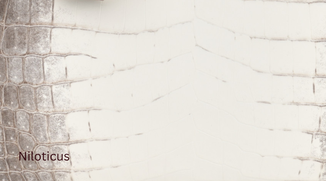 Niloticus hermes leather