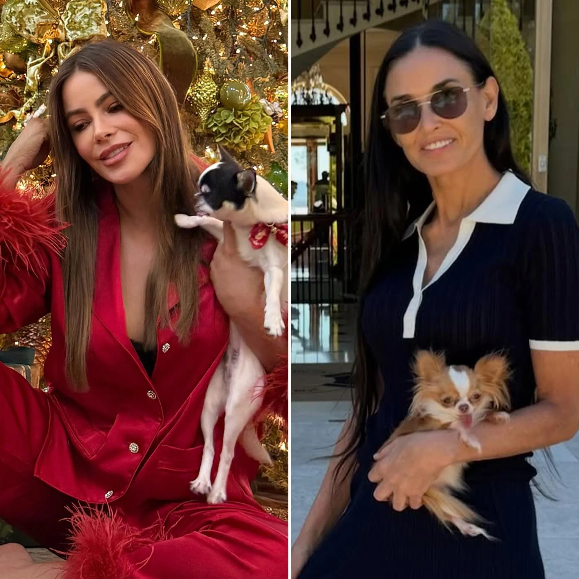 Breaking Down Hollywoods Most Pampered Pooches