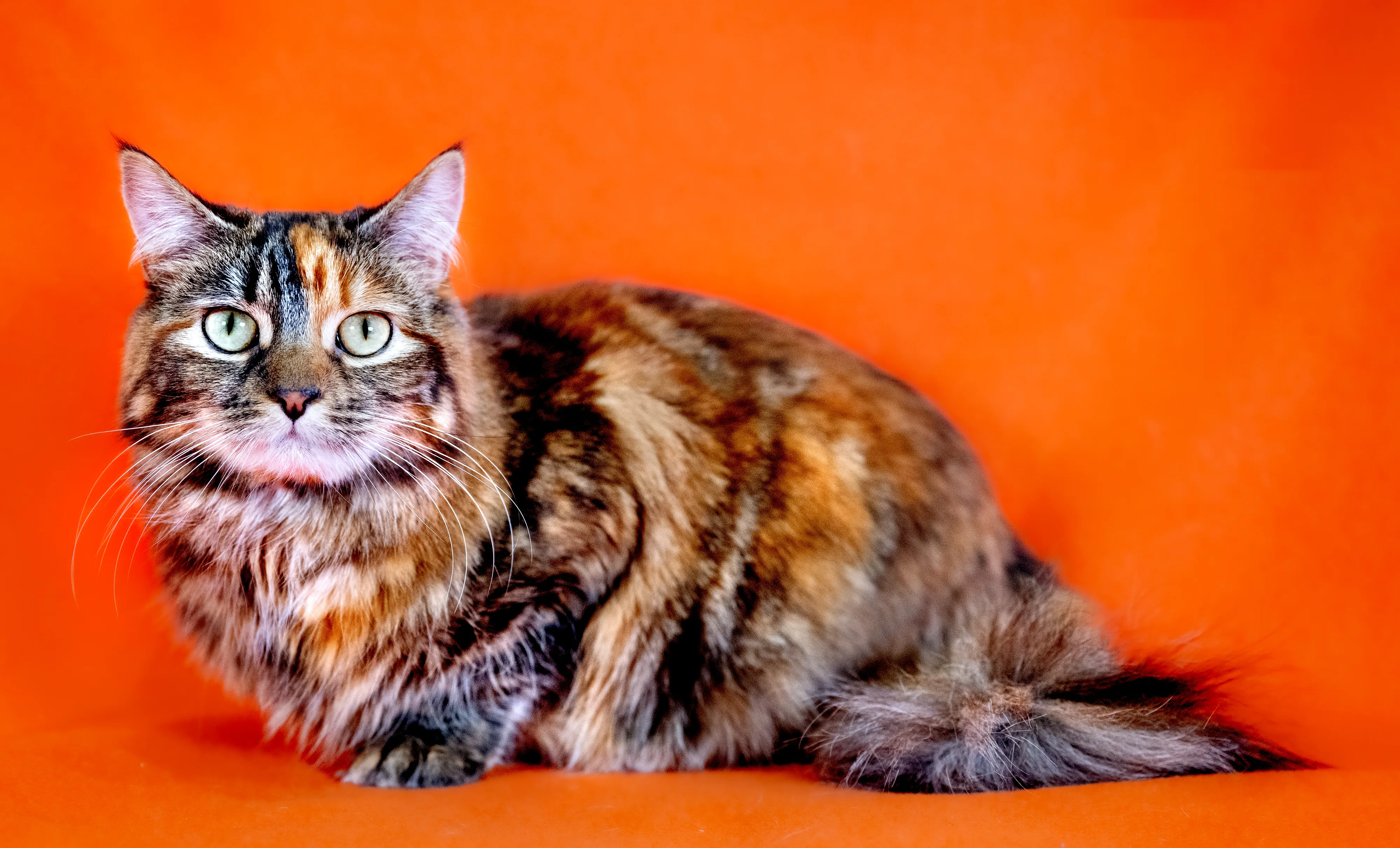 Multicolored cat sits against orange background