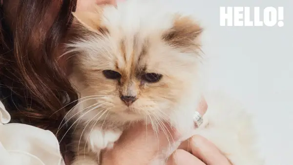 Inside the Glamorous Life of Karl Lagerfelds Cat Choupette