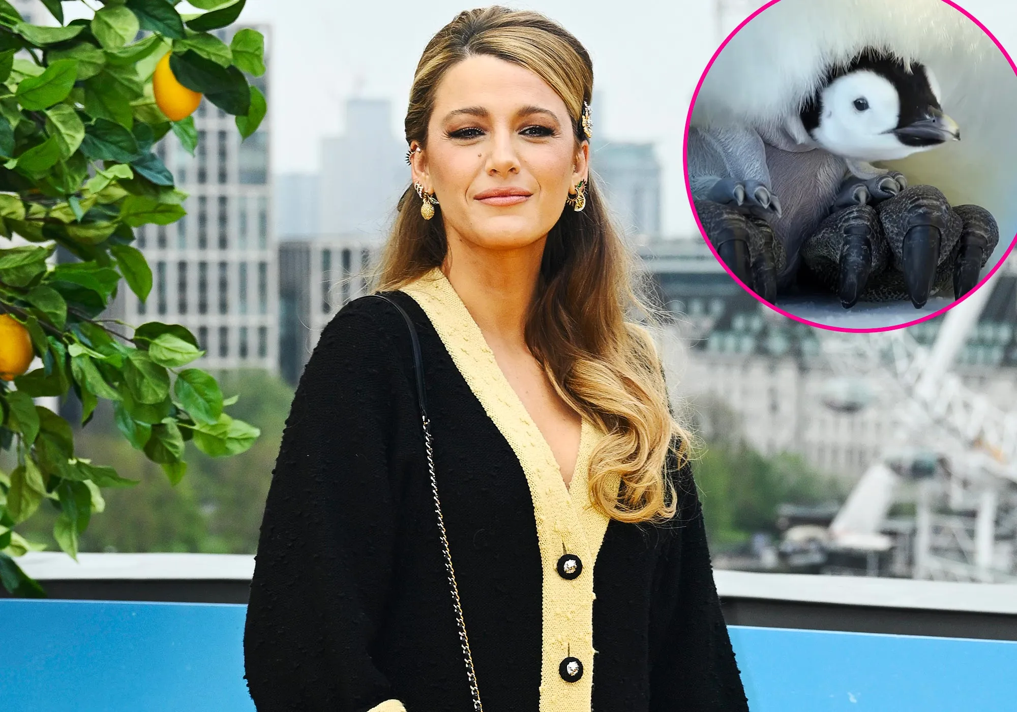 Blake Lively Narrates Adorable Baby Penguin Mommy and Me Class Moment for Nat Geo Docuseries 892 900