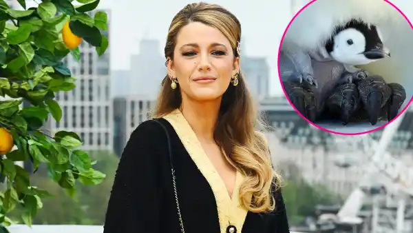 Blake Lively Narrates Adorable Baby Penguin Mommy and Me Class Moment for Nat Geo Docuseries 892 900