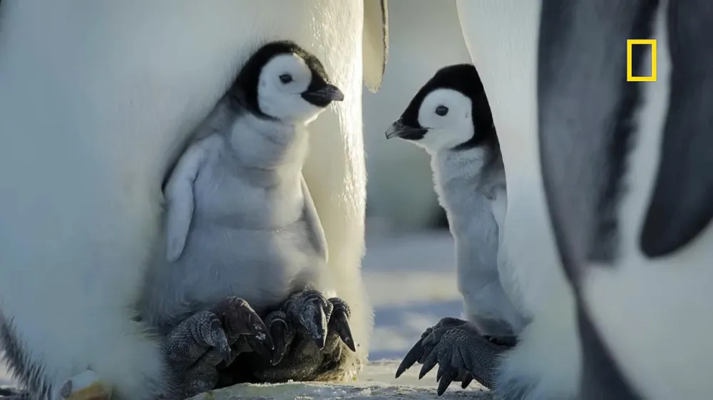 Blake Lively Narrates Adorable Baby Penguin Mommy and Me Class Moment for Nat Geo Docuseries 895