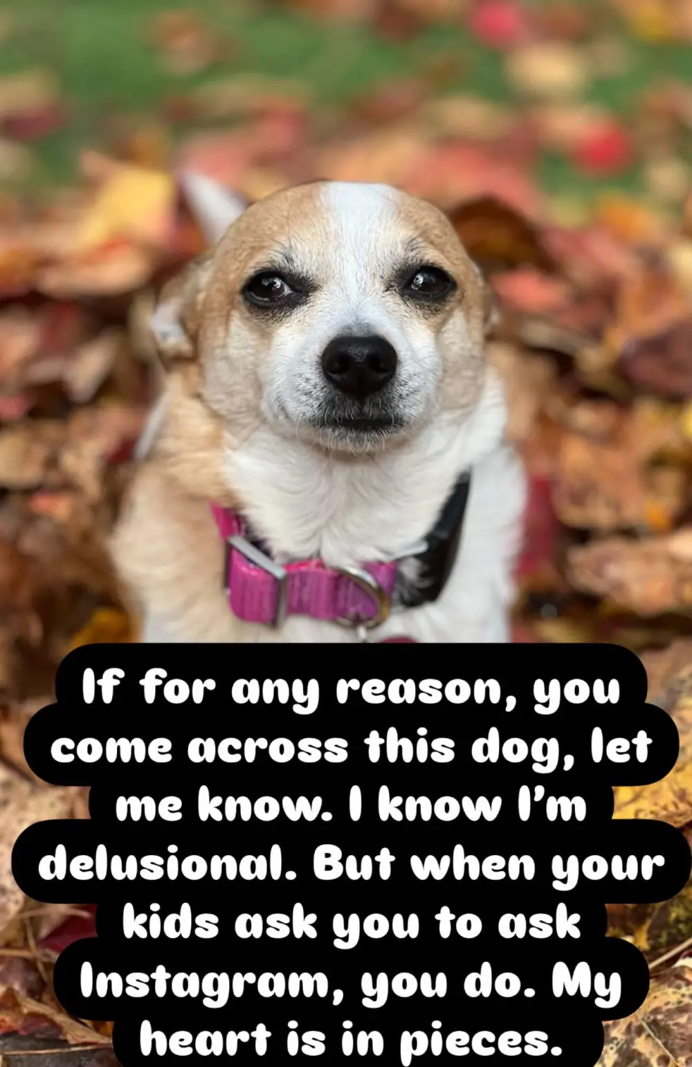 Paradise Sarah Shahi Says She Heard Dog Get Taken by a Coyote