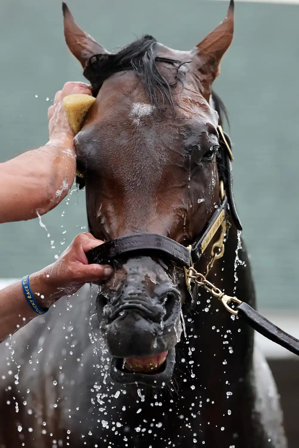 Toby Keith Has a Horse in the Derby 5 Things to Know