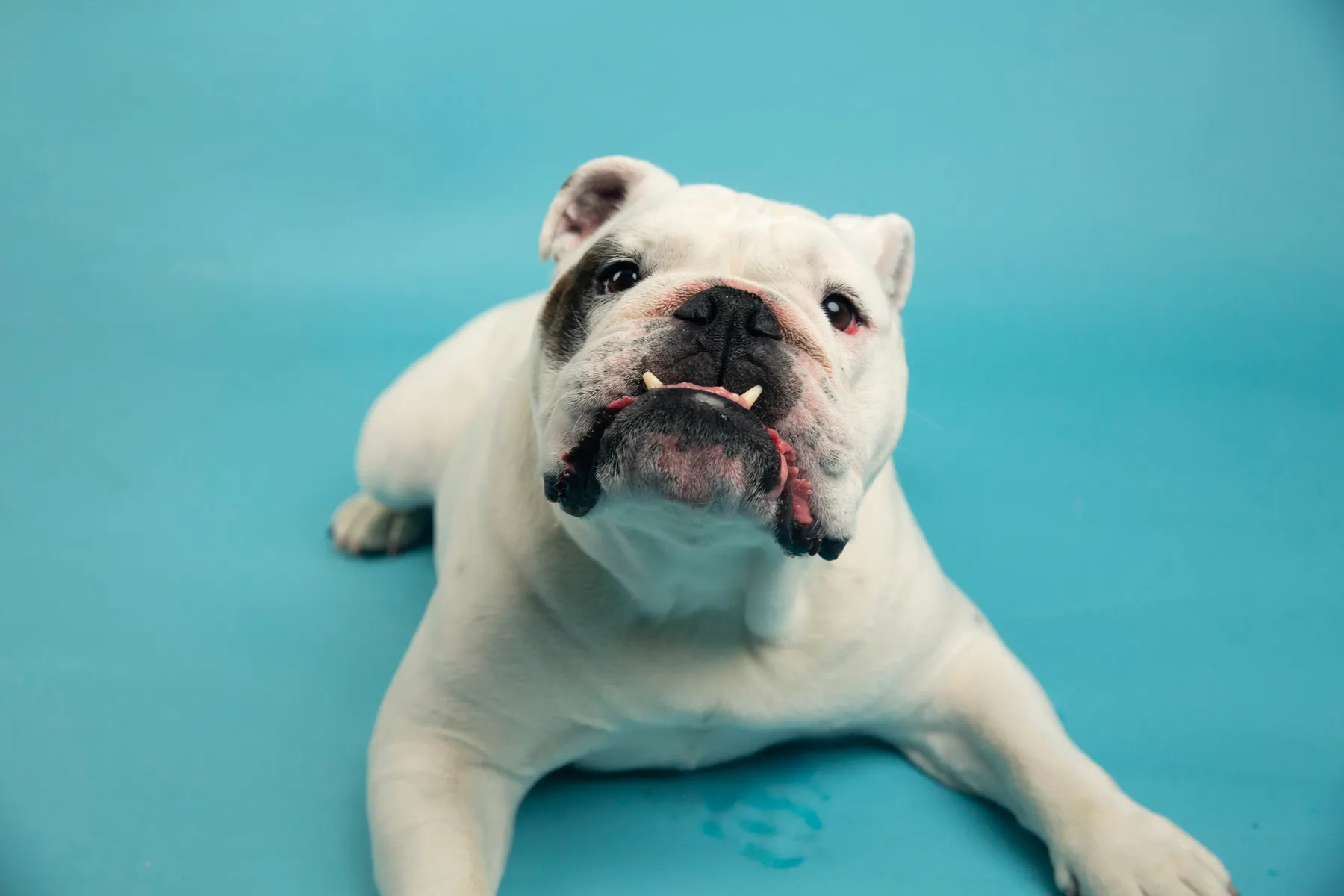 America’s Favorite Pet Competition Winner Buster the Bulldog
